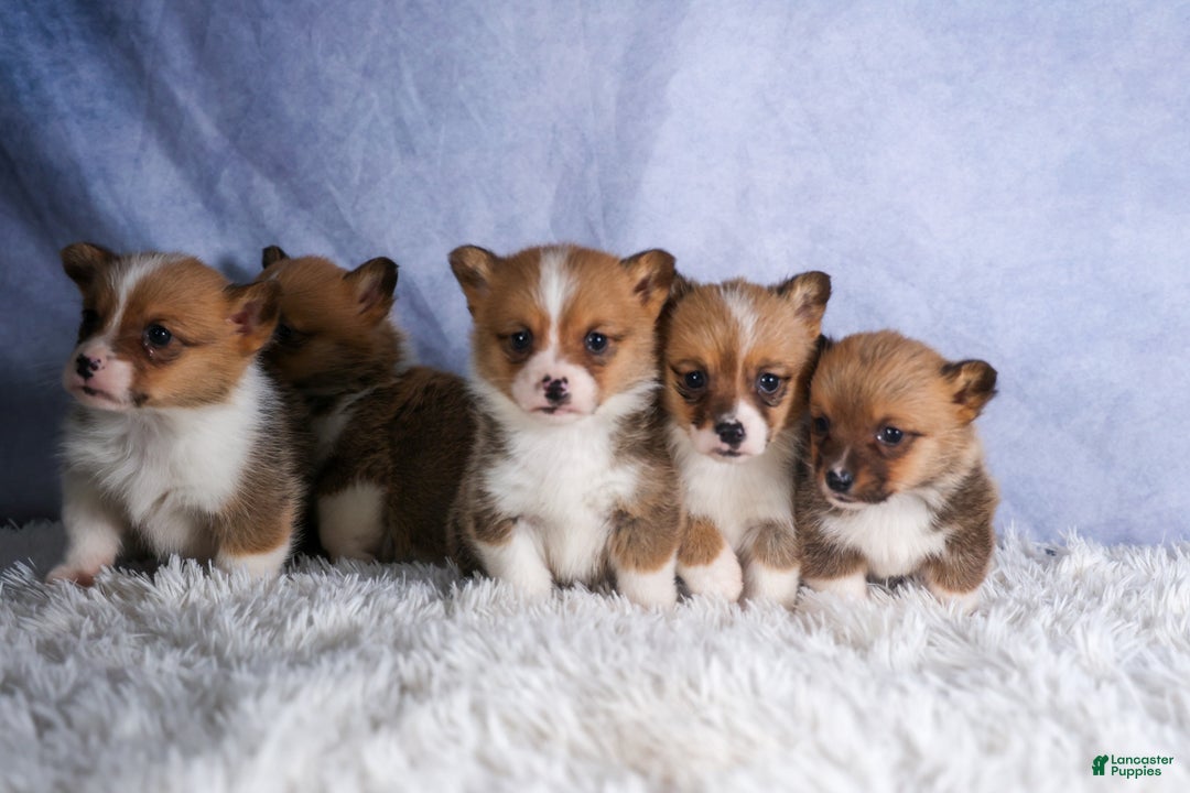 Welsh Corgi Pembroke dogs for sale: REX - Ad 20