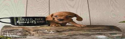 Miniature Dachshund dogs for sale: Ronny - Ad 13