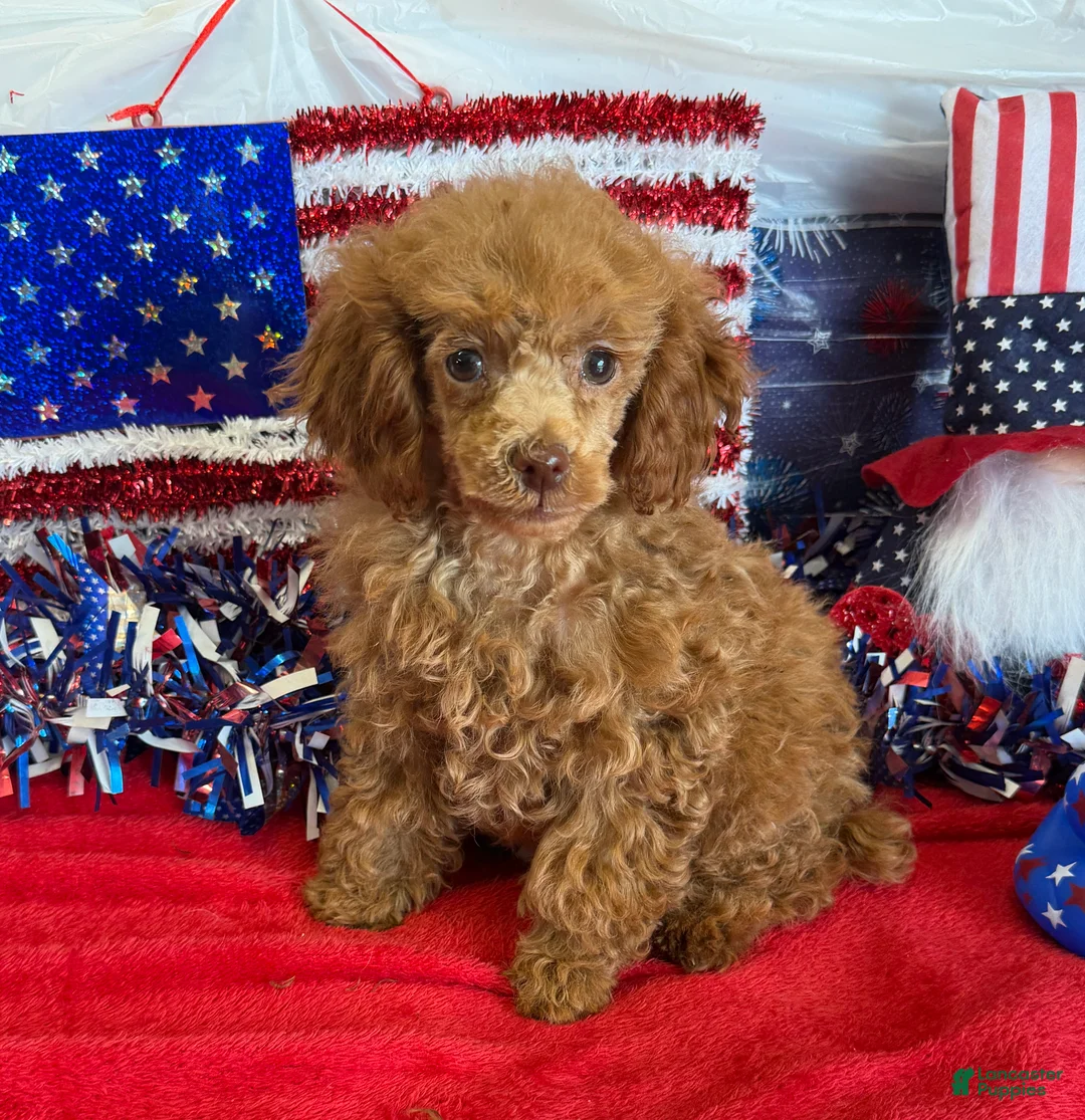 Toy Poodle dogs for sale: Candy - Ad 2