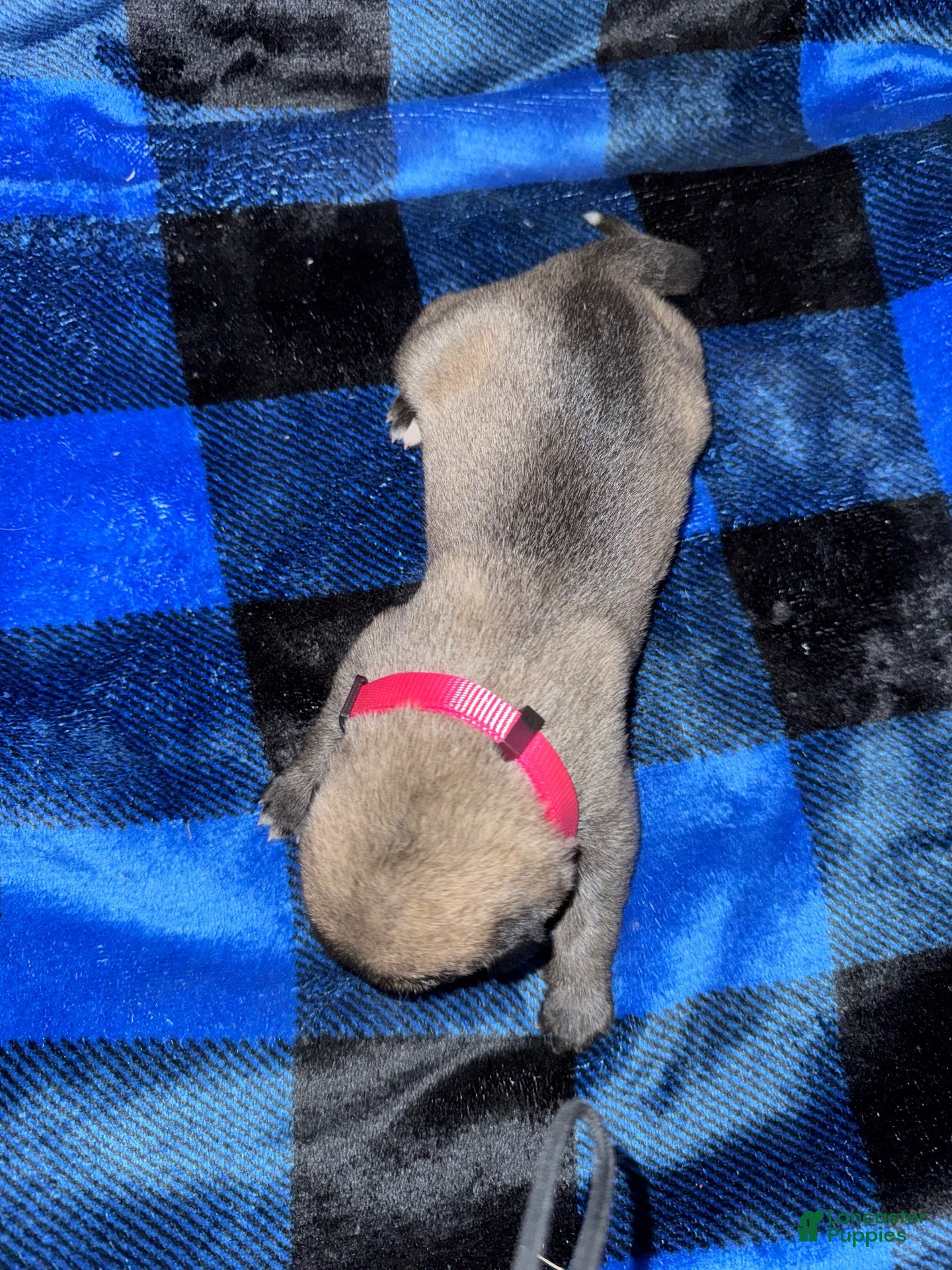 Mixed Breed dogs Anatolian/ Kangal-Pink - Ad 2