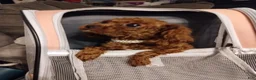 Maltipoo dogs for sale: Teddy J - Korean Teacup Maltipoo - Ad 9