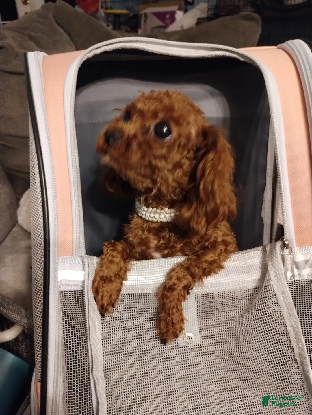 Maltipoo dogs for sale: Teddy J - Korean Teacup Maltipoo - Ad 9