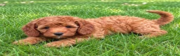 Cavapoo dogs for sale: Bella - Ad 4