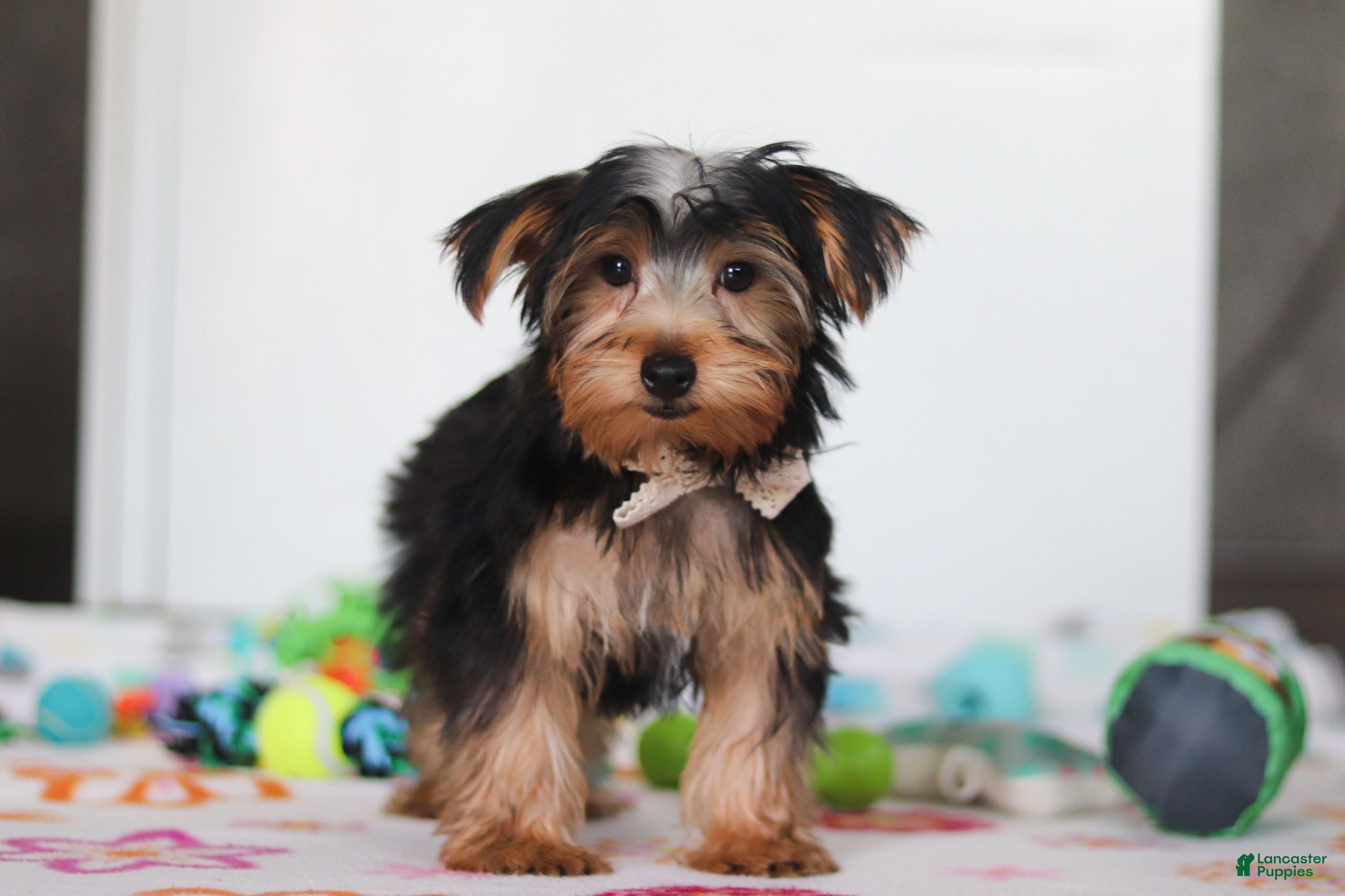 Yorkshire Terrier dogs Malcolm - Ad 1