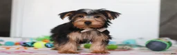 Yorkshire Terrier dogs for sale: Malcolm - Ad 1