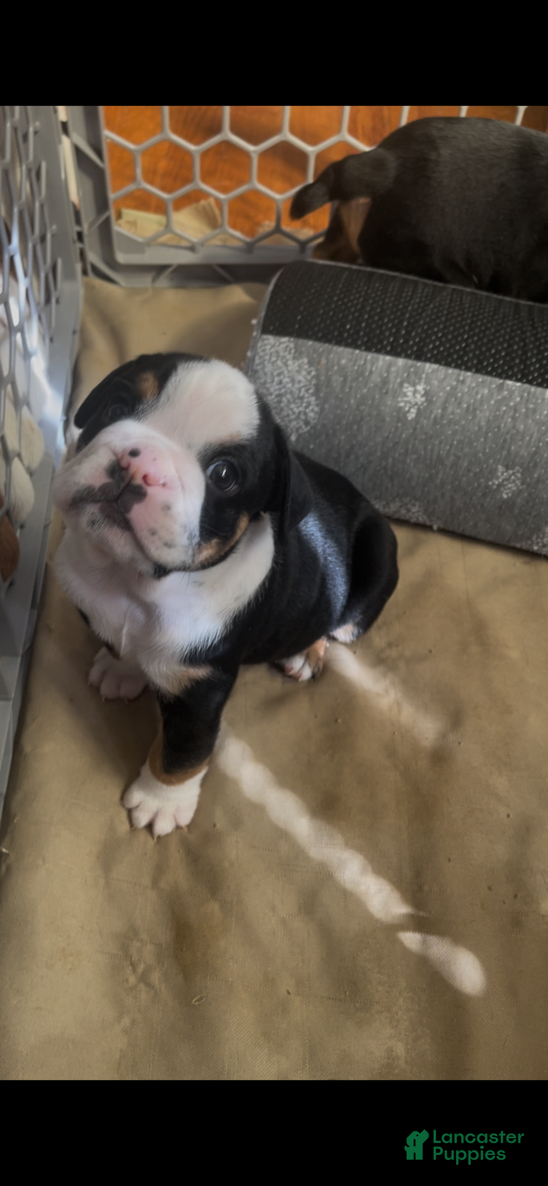 English Bulldog dogs for sale: English Bulldog Puppy 5 - Ad 30