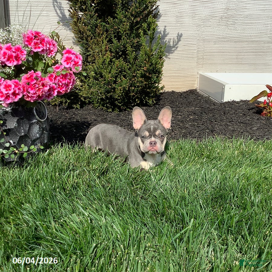 French Bulldog dogs for sale: Clover - Ad 3