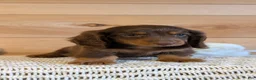 Miniature Dachshund dogs for sale: Hunter - Ad 5