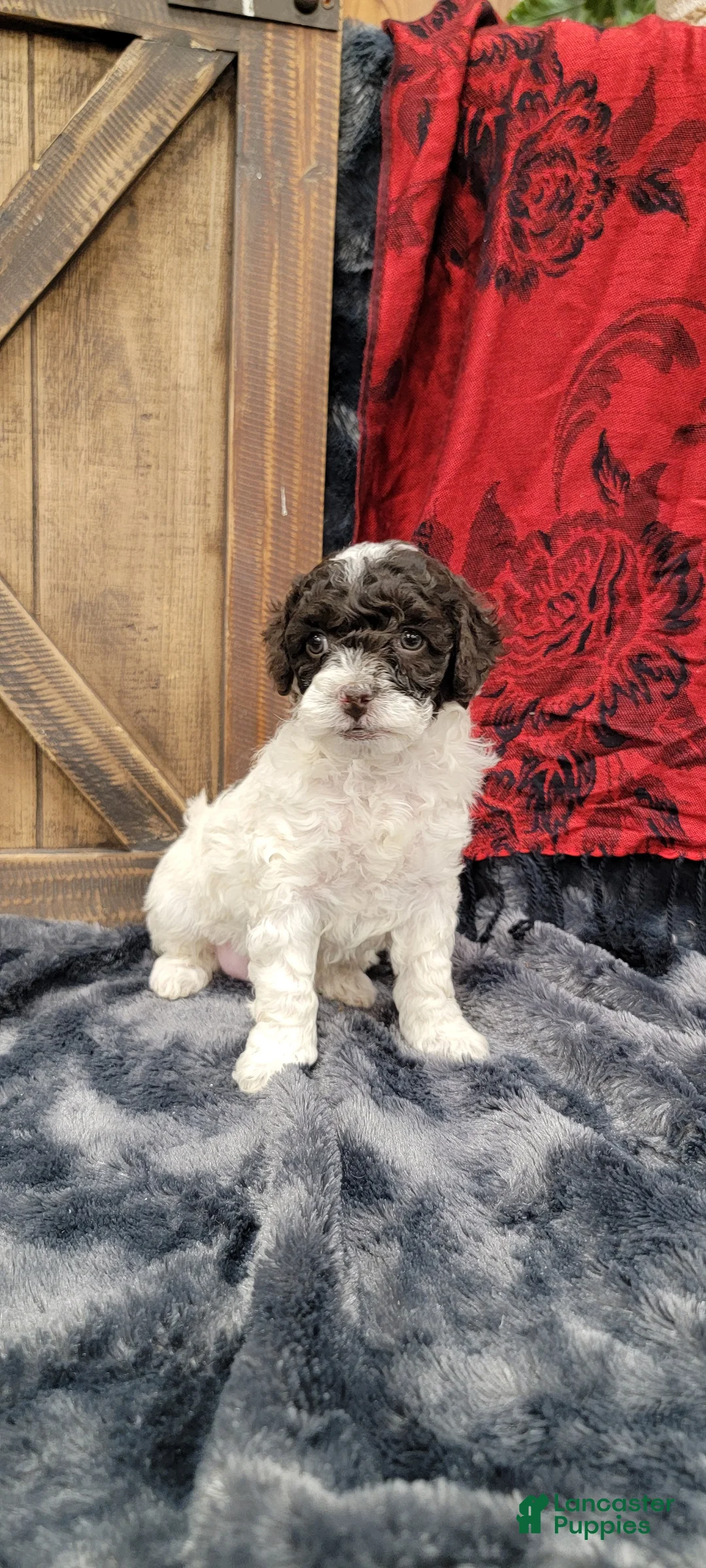 Cockapoo dogs for sale: Sally - Ad 3