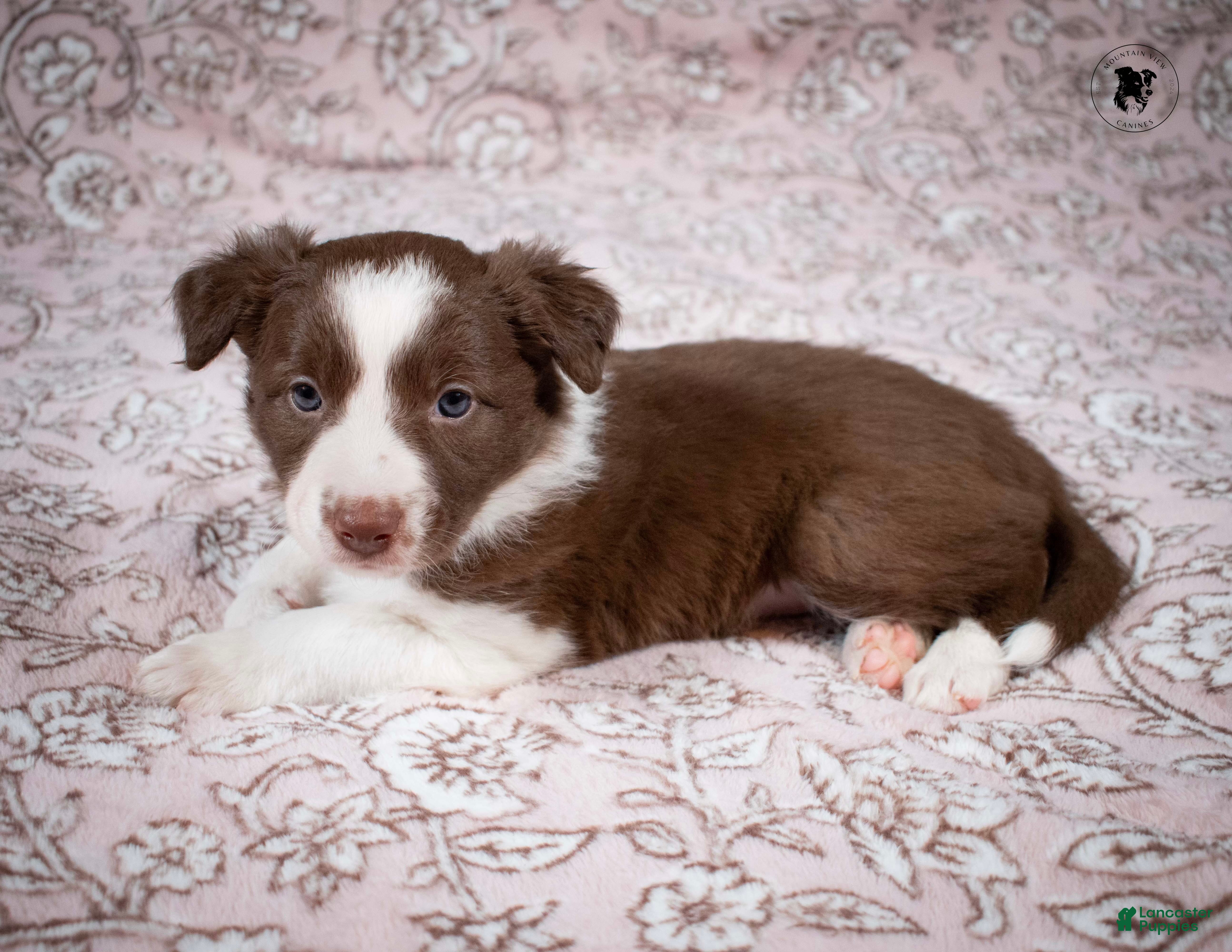 Border Collie dogs Liberty - Ad 28