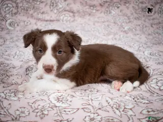Border Collie dogs Liberty - Ad 28