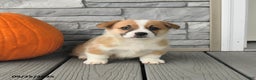 Welsh Corgi Pembroke dogs for sale: Caramel - Ad 2