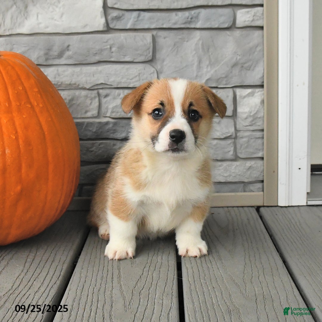 Welsh Corgi Pembroke dogs for sale: Caramel - Ad 2