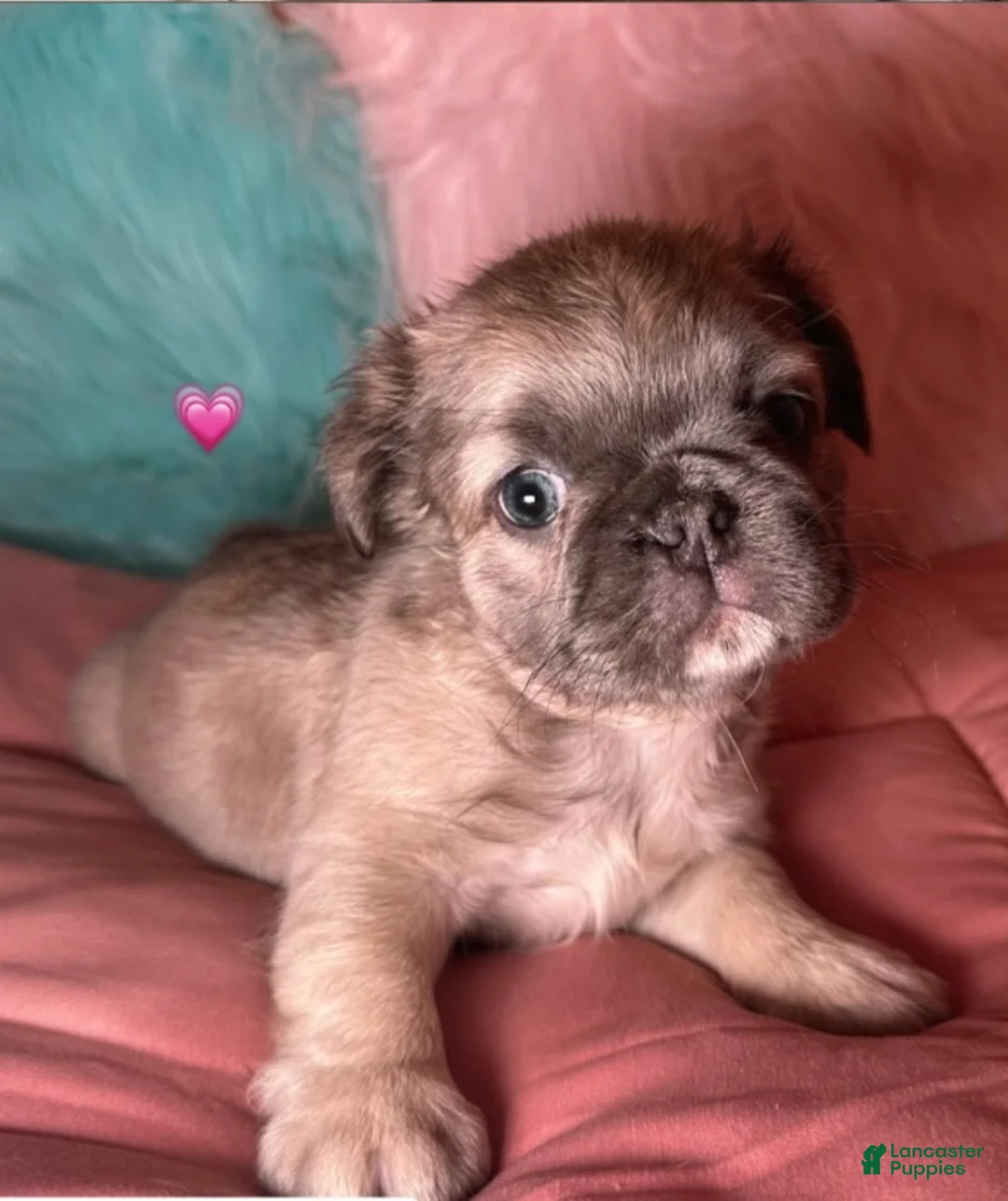 French Bulldog dogs for sale: Girl 3 - Ad 1