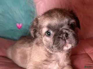 French Bulldog dogs Girl 3 - Ad 19