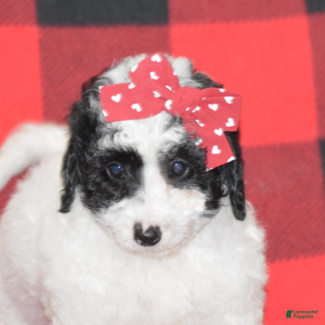 Miniature Poodle dogs for sale: Zanna - Ad 6