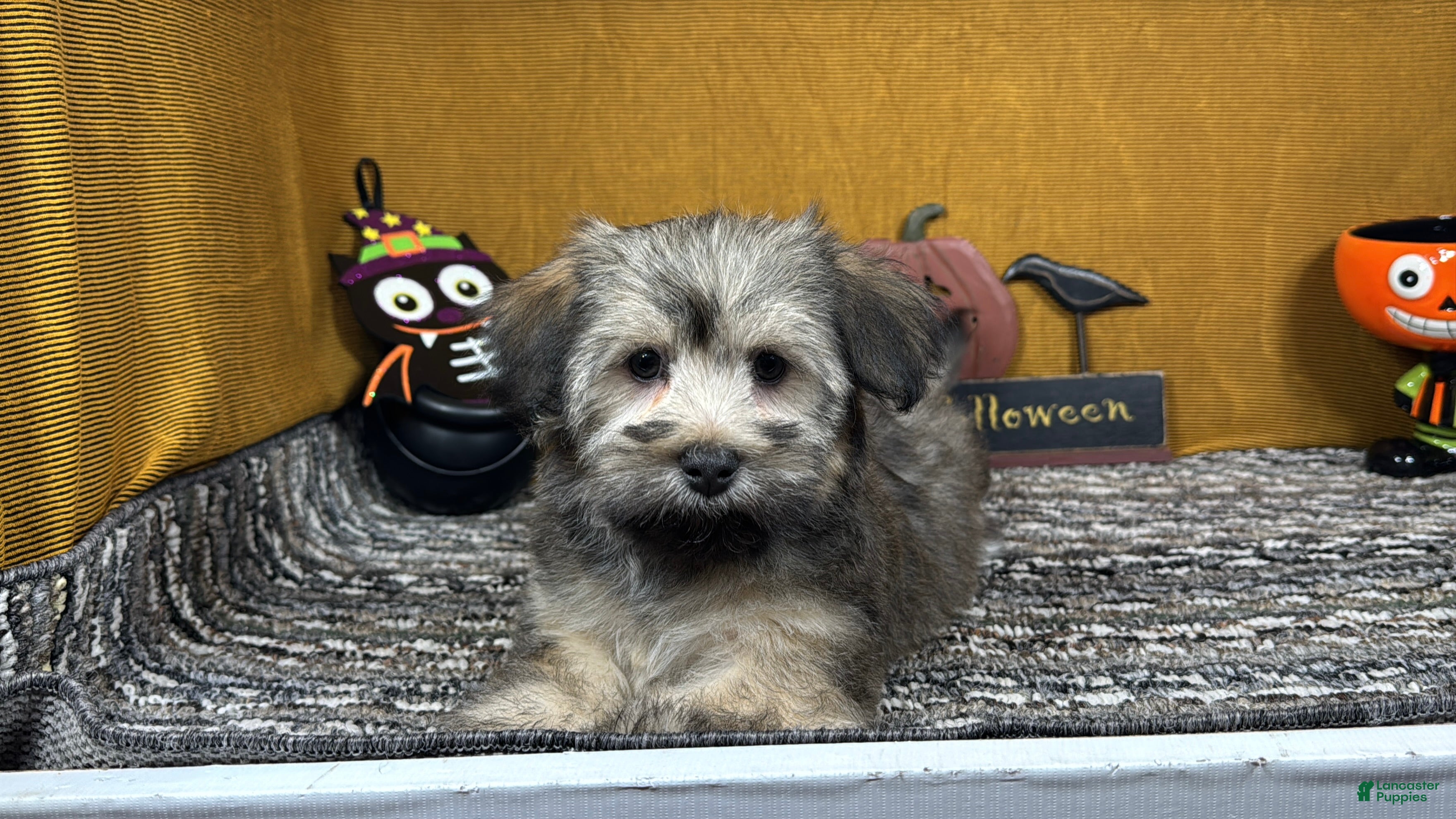 Havanese dogs Havanese 1 - Ad 16