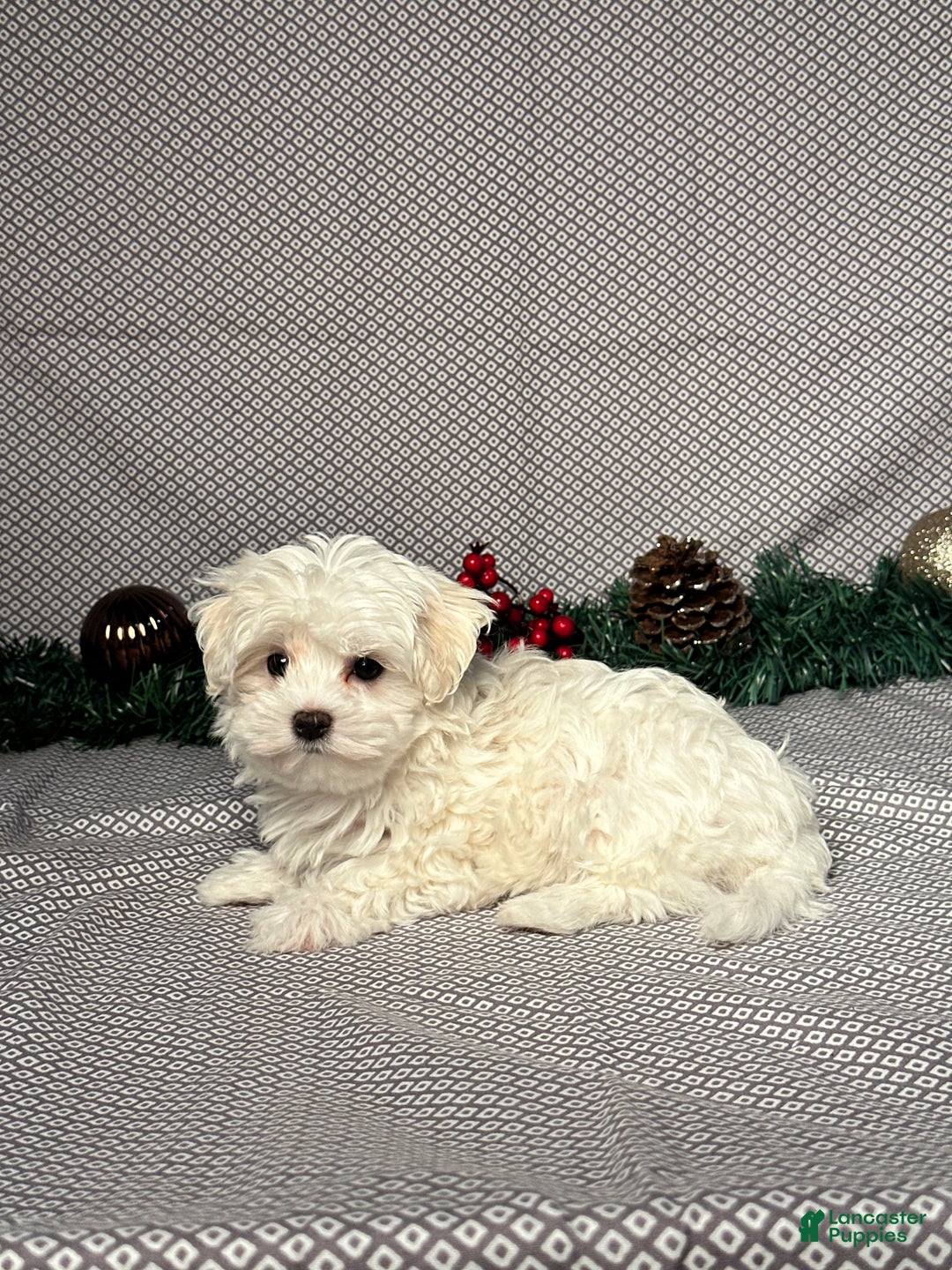 Maltese dogs for sale: Angel - Ad 4
