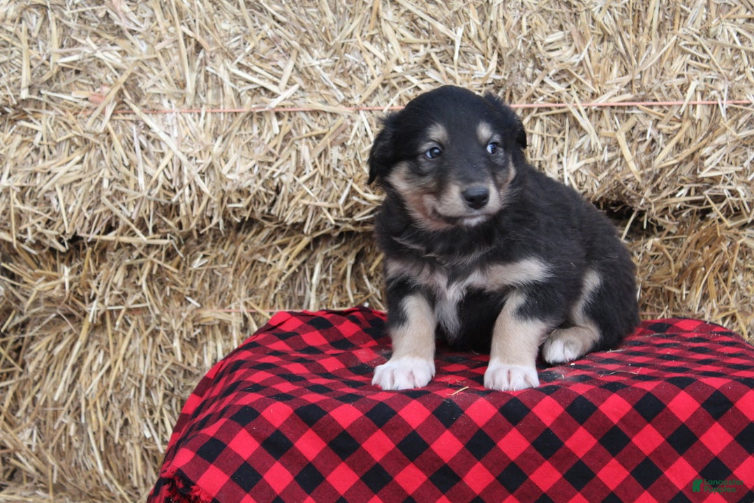 English Shepherd dogs for sale: Tammy - Ad 1