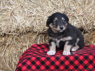 English Shepherd dogs Tammy - Ad 10
