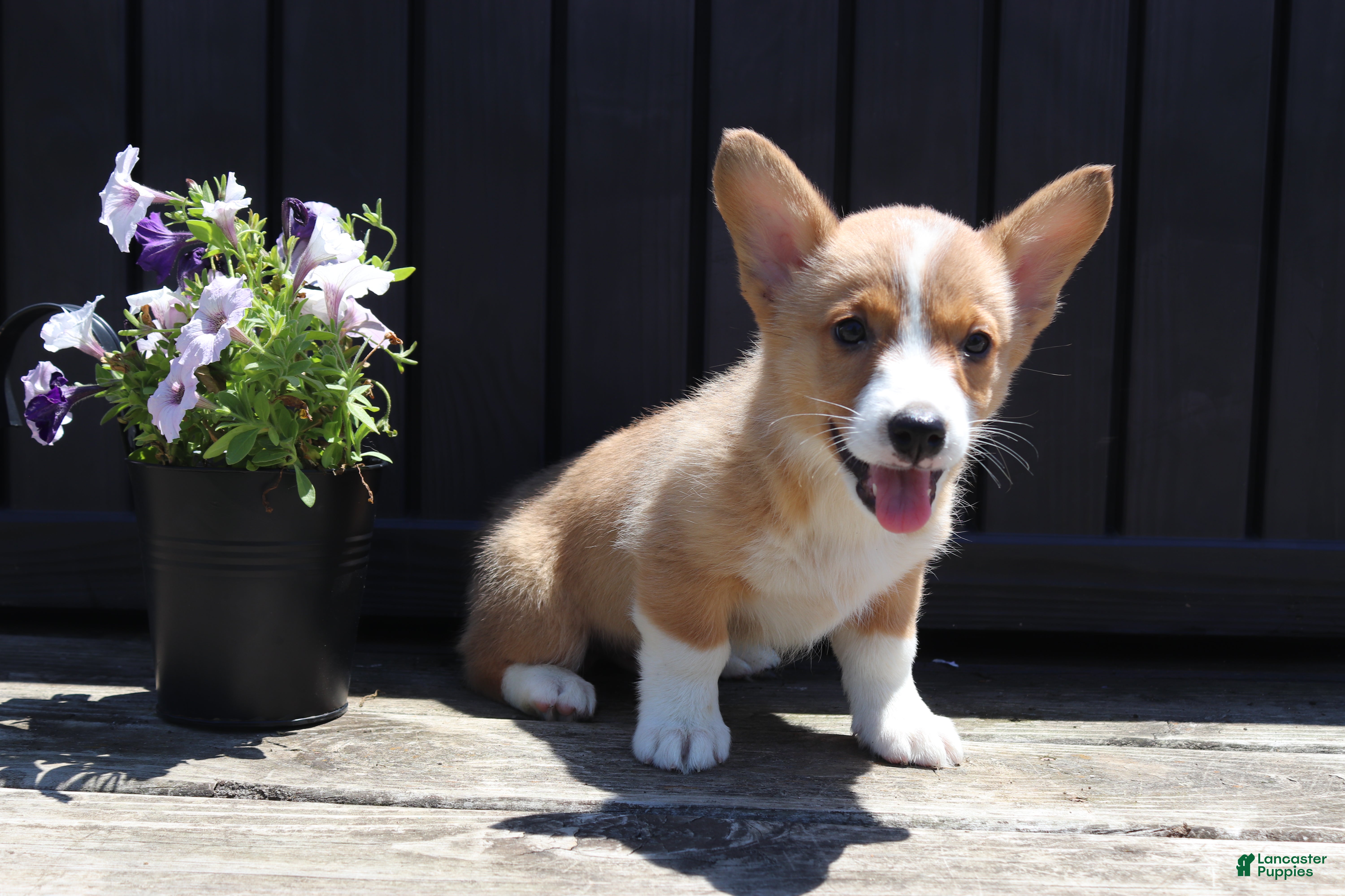 Welsh Corgi Pembroke dogs Sawyer - Ad 1