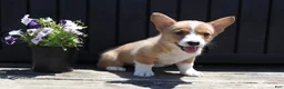 Welsh Corgi Pembroke dogs for sale: Sawyer - Ad 1