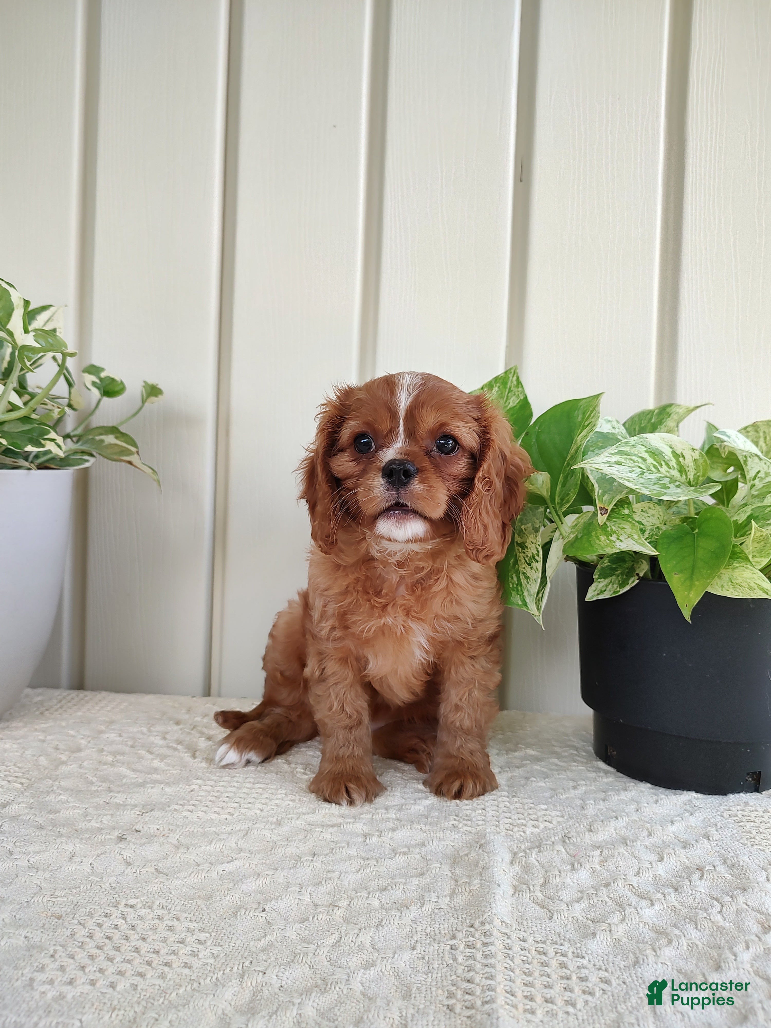 Cavalier King Charles Spaniel dogs Callie - Ad 2