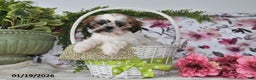 Shih Tzu dogs for sale: Lynn - Ad 4