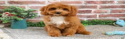 Cavapoo dogs for sale: Baxter - Ad 4