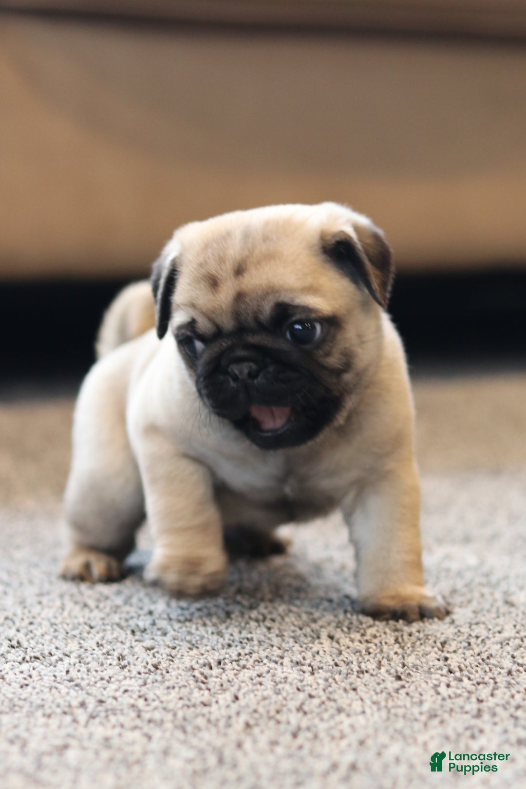 Pug dogs for sale: Champion Otis - Ad 5
