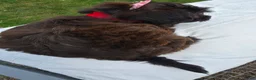 Yorkiepoo dogs for sale: Yorkiepoo 3 Red Collar  - Ad 10
