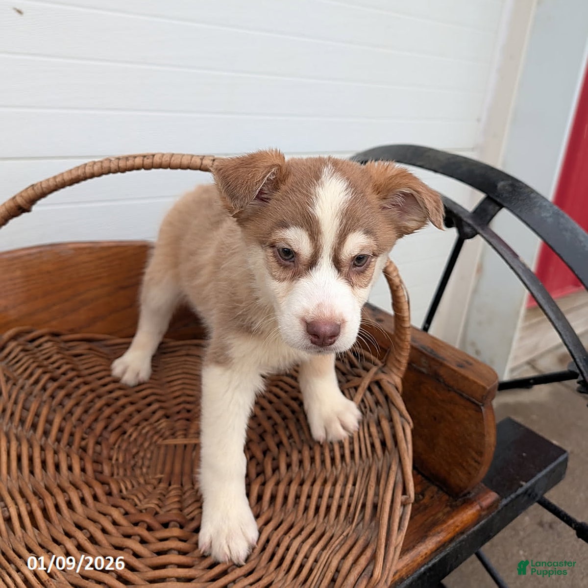 Mixed Breed dogs Sailor - Ad 39