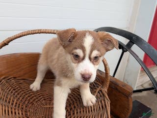 Mixed Breed dogs Sailor - Ad 39