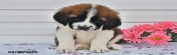 Saint Bernard dogs for sale: Bernie - Ad 3