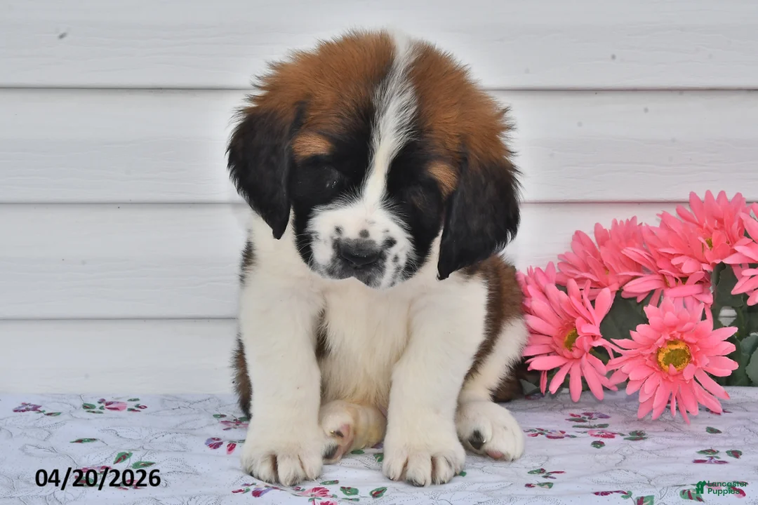 Saint Bernard dogs for sale: Bernie - Ad 3