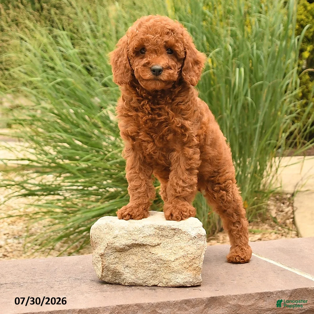 Miniature Poodle dogs for sale: Helina - Ad 1