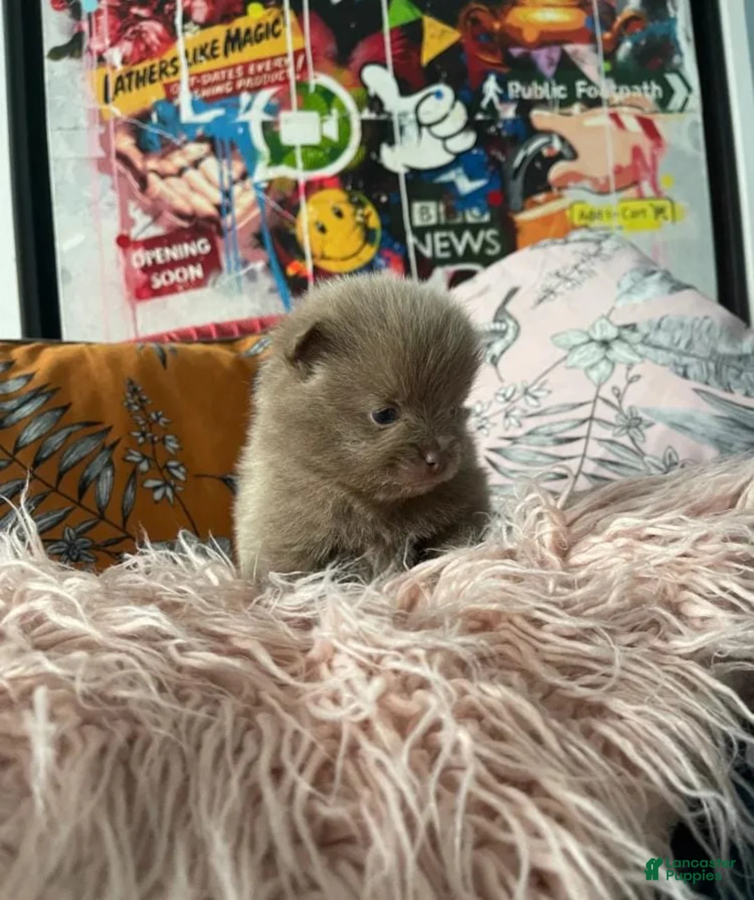 Pomeranian dogs for sale: Molly - Ad 1