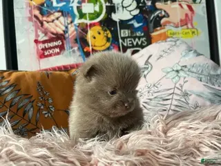 Pomeranian dogs Molly - Ad 9