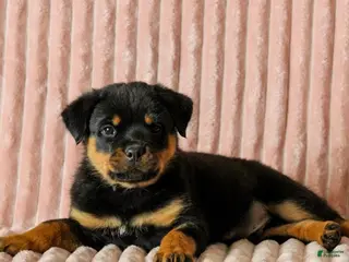 Rottweiler dogs Ranger - Ad 4