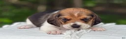 Beagle dogs for sale: Aspen - Ad 4