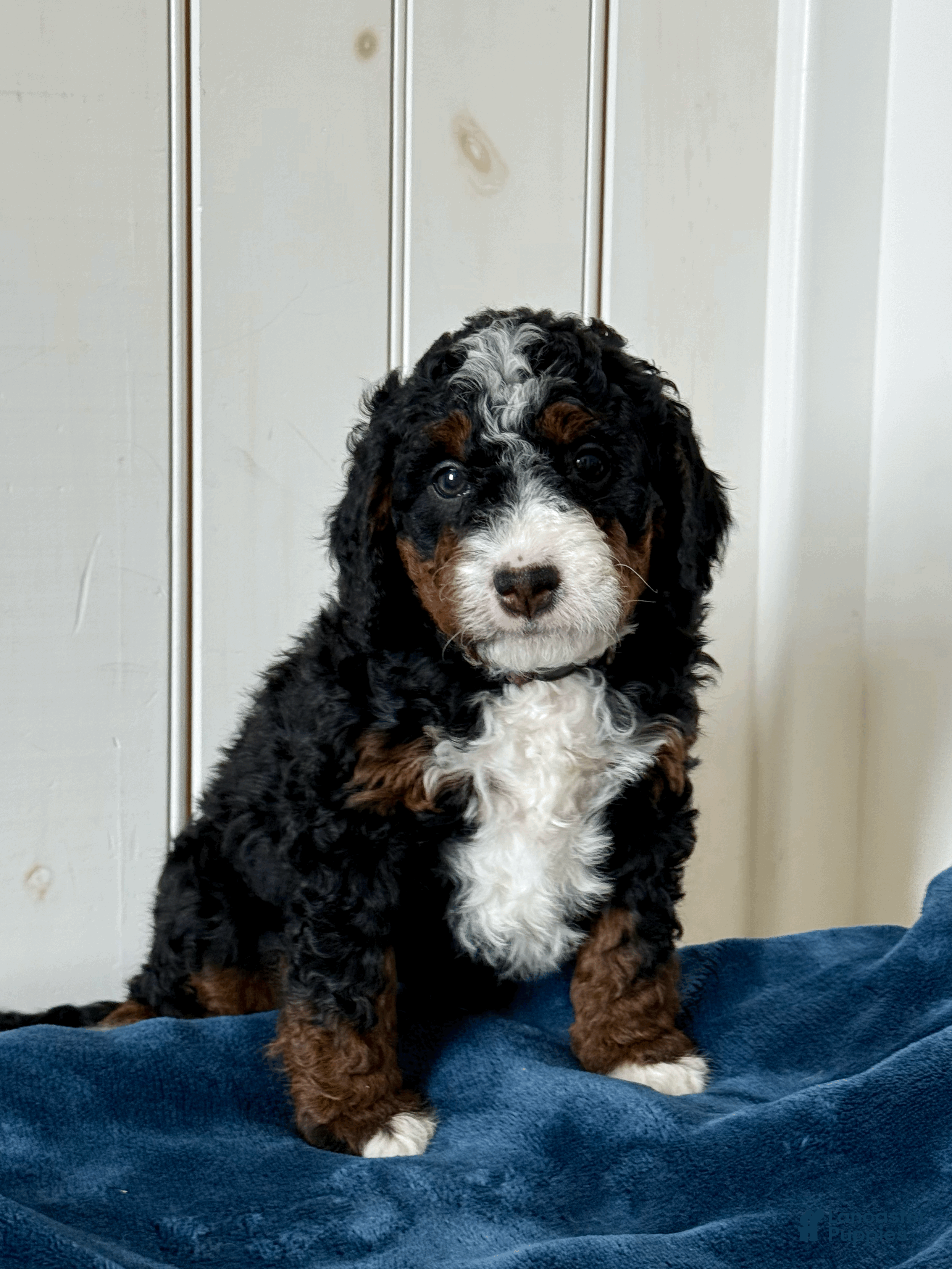 Mini Bernedoodle dogs Lyla - Ad 1