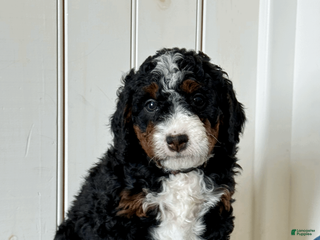 Mini Bernedoodle dogs for sale: Lyla - Ad 3