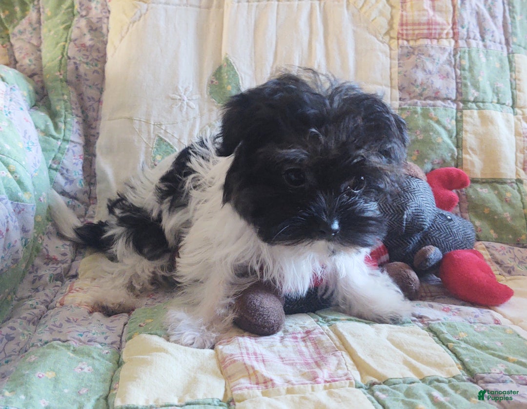 Yorkiepoo dogs for sale: Little Teapot  - Ad 5