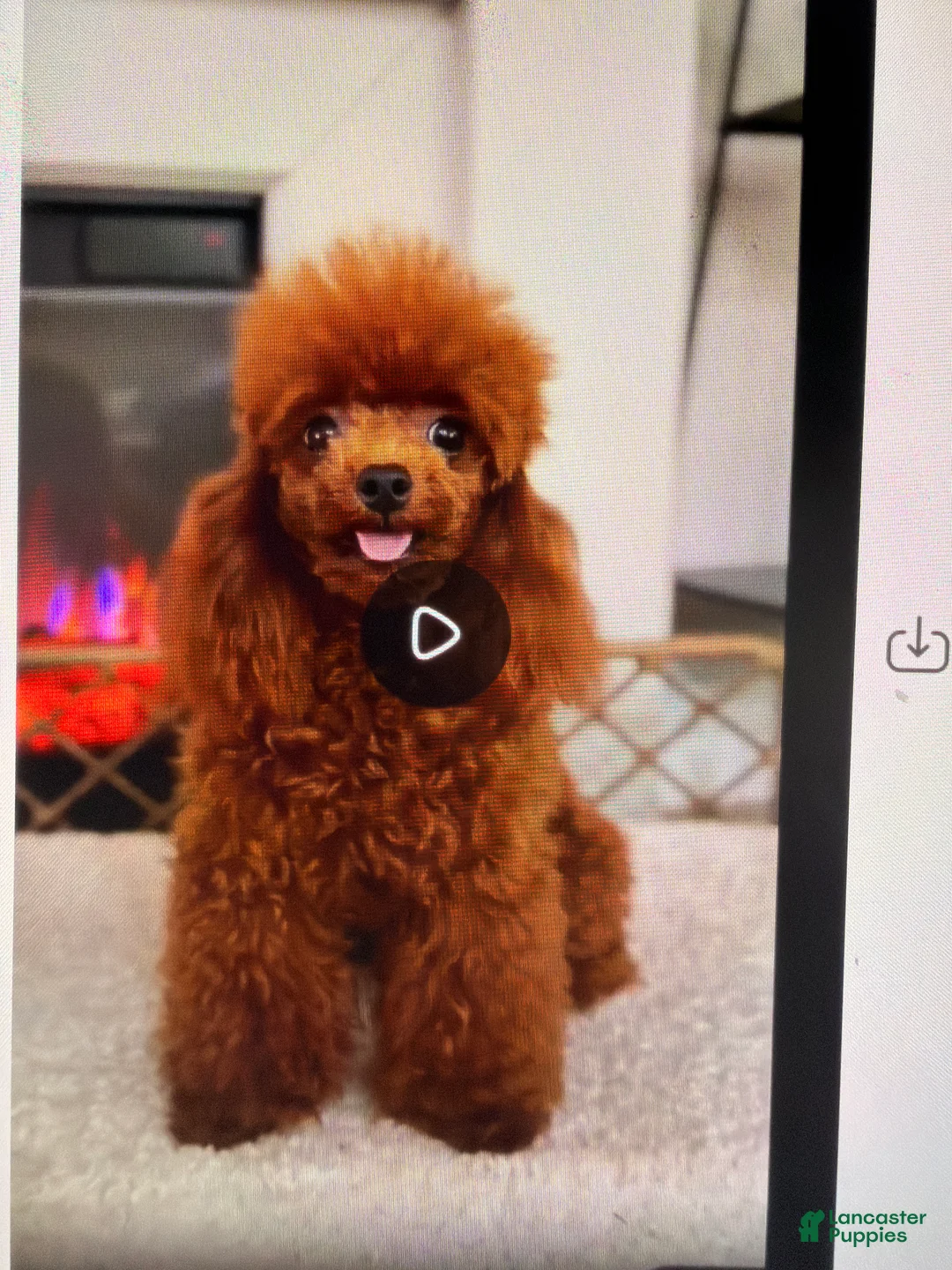 Toy Poodle dogs for sale: Toy Poodle 1 - Ad 8