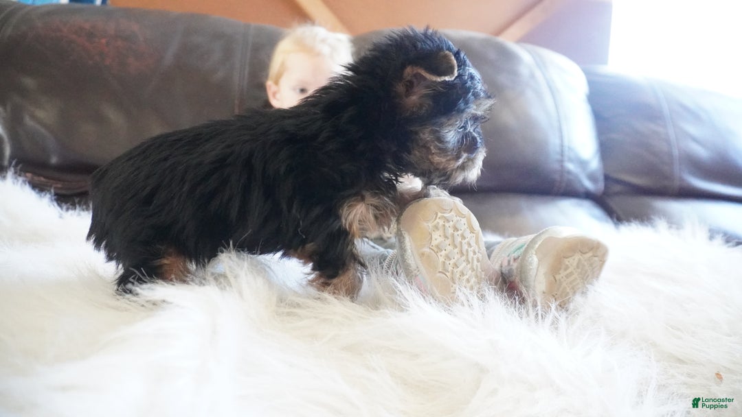 Yorkshire Terrier dogs for sale: Yorkshire Terrier Puppy 1 - Ad 13