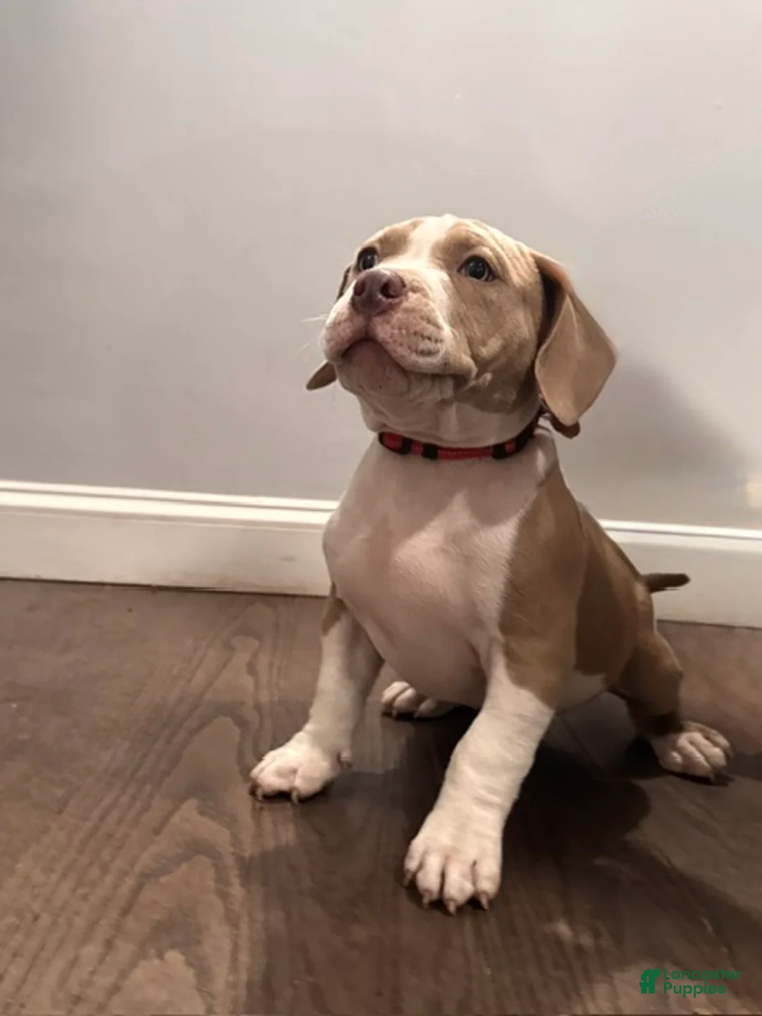American Bully dogs for sale: Red - Ad 1