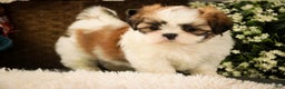 Shih Tzu dogs for sale: Bud - Ad 5