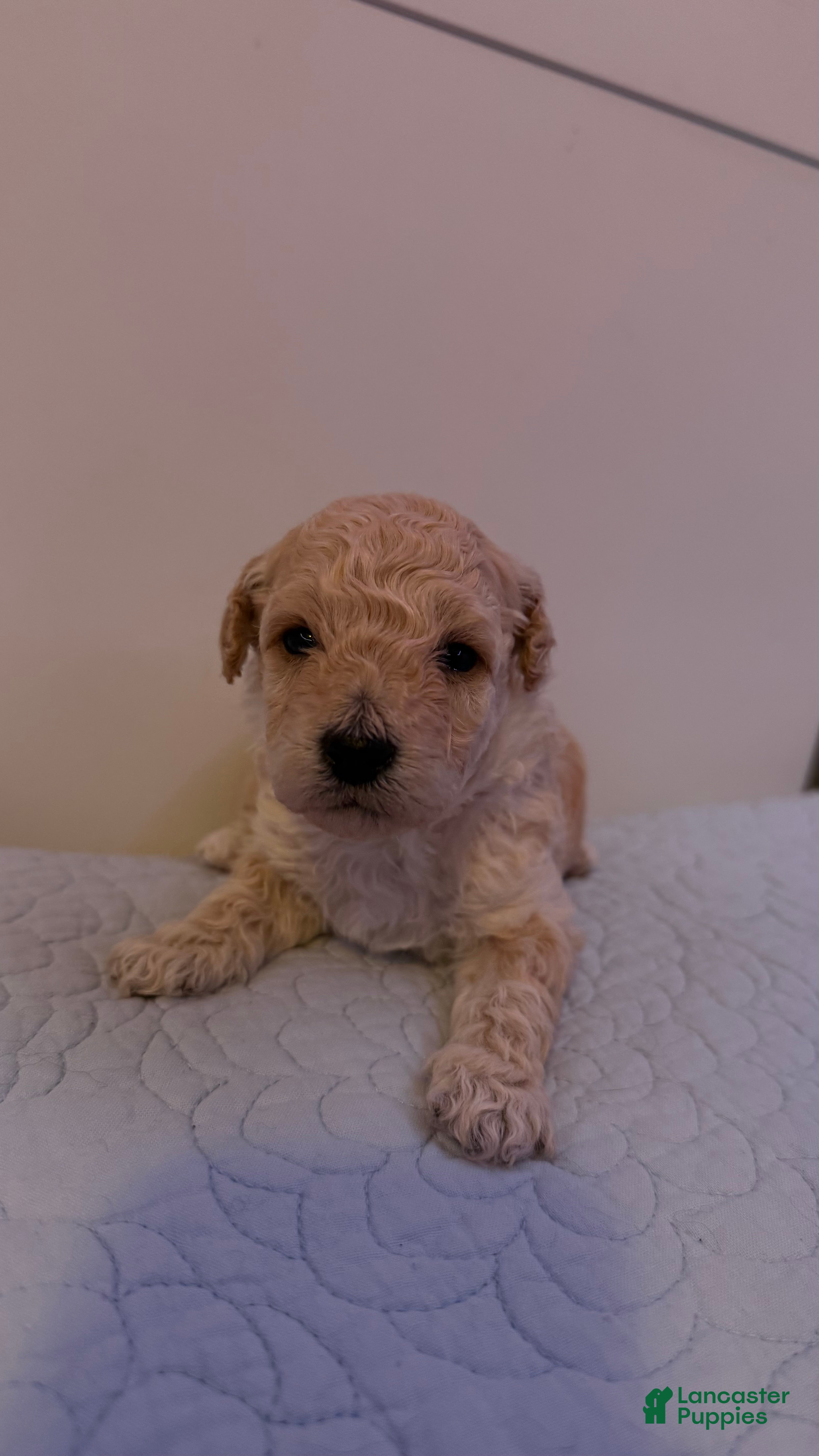 Mini Bernedoodle dogs Mini Poodle Puppy 4 - Ad 9