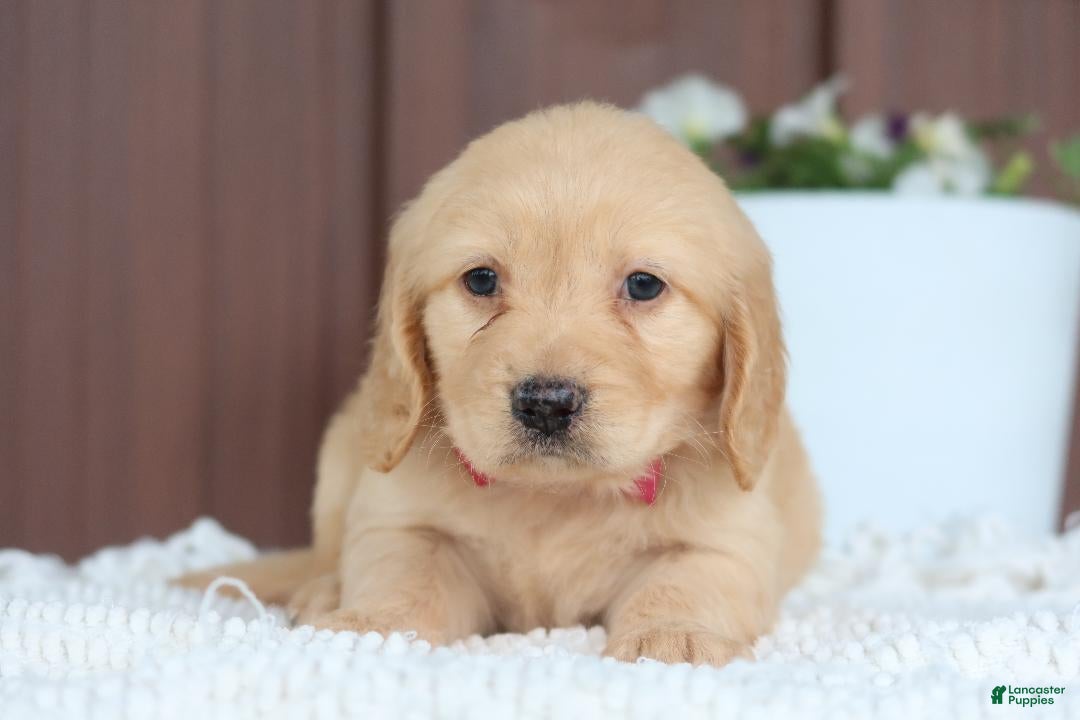 Miniature Golden Retriever dogs Miniature Golden Retriever Puppy 1 - Ad 2