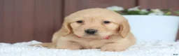 Miniature Golden Retriever dogs for sale: Miniature Golden Retriever Puppy 1 - Ad 2